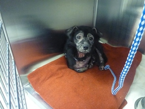 1-year-old dog with alopecia and a leg injury