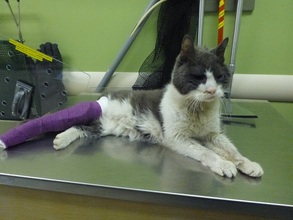 Elderly cat suffering from a leg fracture