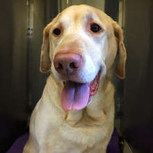 Tank, a stray yellow Lab brought to DoveLewis