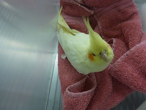 Injured stray Cockatiel found in a parking lot