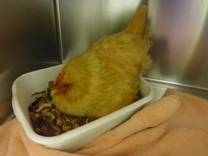 Female chicken found in a box in some bushes