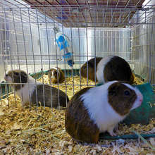 Nine abandoned Guinea Pigs brought to DoveLewis