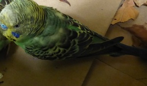 Stray injured parakeet