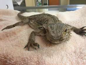 Stray Bearded Dragon