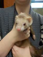 Stray ferret