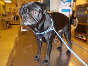 Stray Pug