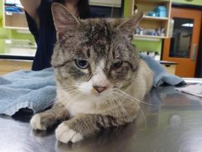 5-year-old male tabby with puncture wounds
