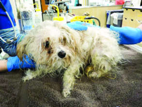 River Dog Before