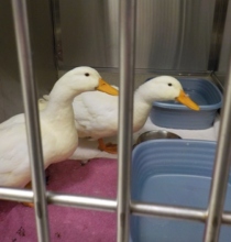 Stray ducks - bonded pair, one with an injured leg