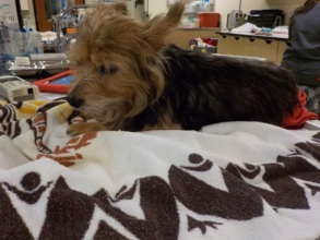 Stray Yorkshire Terrier with Multiple Tumors
