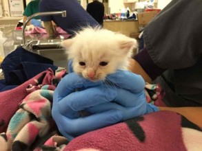 4-week old stray kitten with hypothermia