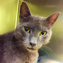 Sweet stray gray cat with fleas and skin lesions