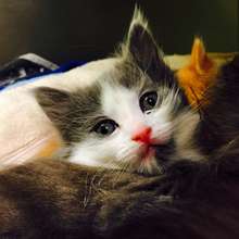 Stray kitten, 2 siblings & Mom brought by good Sam