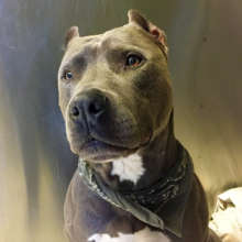 Handsome stray Pit Bull