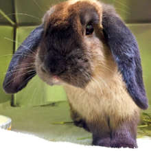Stray Mini Lop rabbit