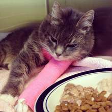 3-year-old cat with an injured leg