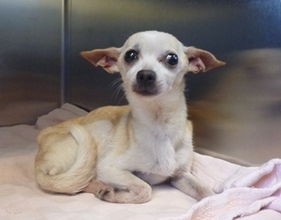 7-year-old Chihuahua with a heart murmur