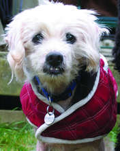 Walter is now healing in foster care