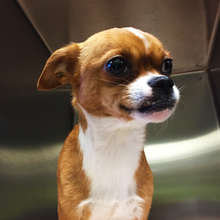 A friendly Chihuahua found in Beaverton