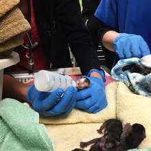 One of a litter of orphaned newborn kittens