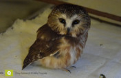 Give Medical Care to Stray Animals and Wildlife