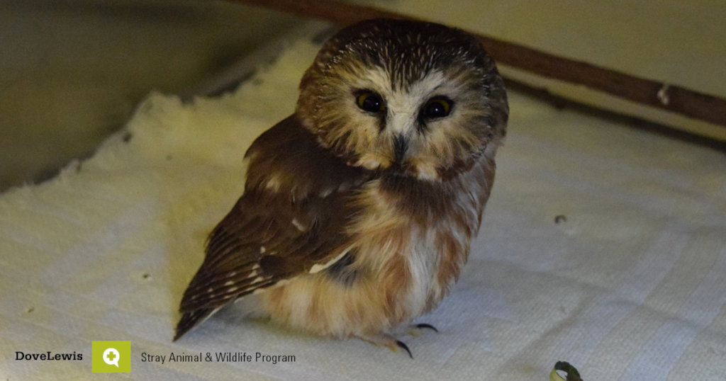 Give Medical Care to Stray Animals and Wildlife