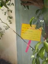 Vegetative propagation: rose stem on orange tree
