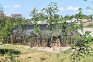Greenhouse planted with Vanilla Vines