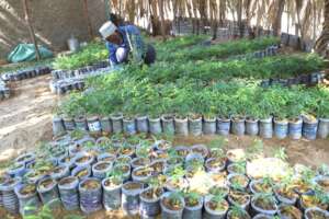 Mzee Dabaso at the North Horr Tree Nursery