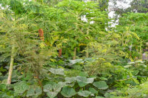 Mixed Fruit and Vegetable Garden by trainees