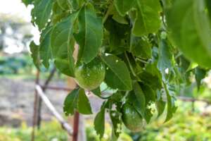 Passion fruits at almost ready for harvest