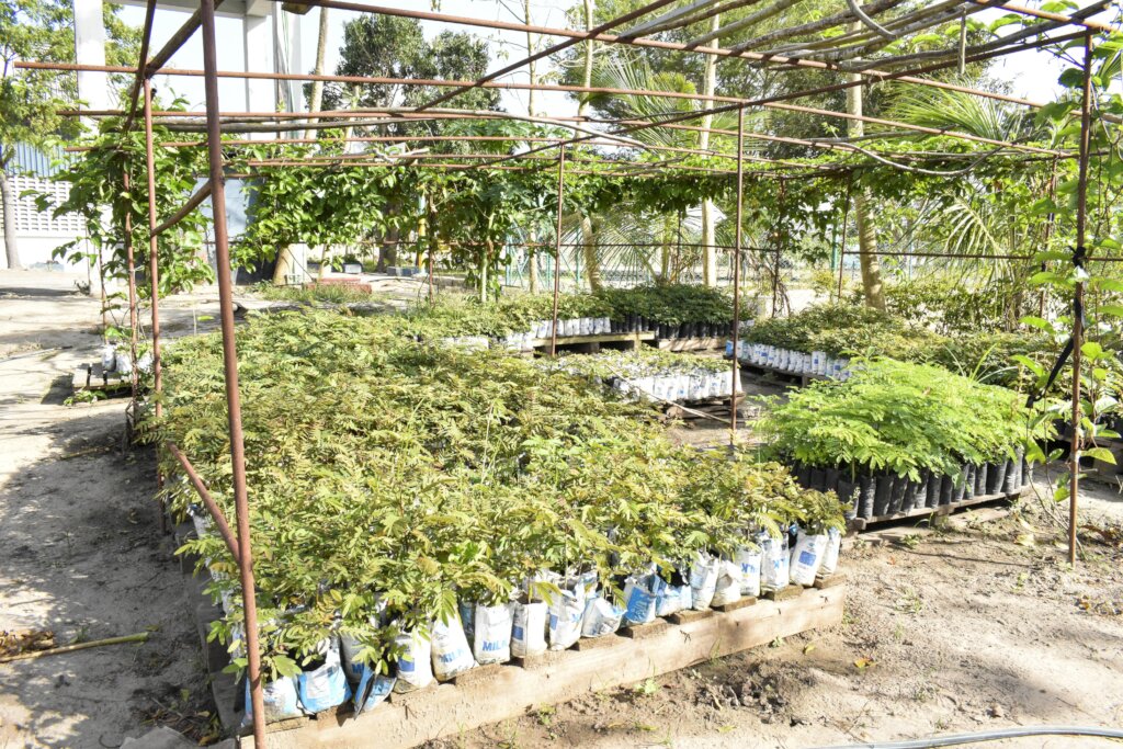 MTTI Tree Nursery