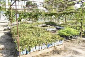 MTTI Tree Nursery