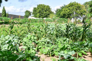 The garden at MTTI feeds both staff and learners
