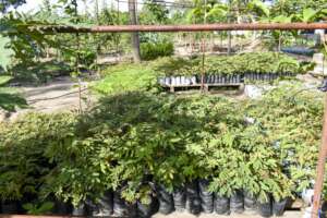 Tree seedlings at the MTTI Nursery.