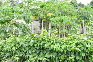 The fruit trees are maintained by MTTI trainees