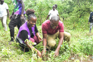 Tree Planting at Chandaria Forest Ribe