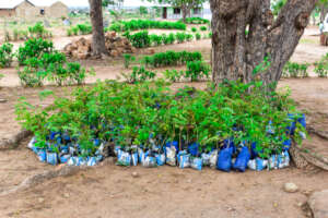 Donated fruit tree seedlings ready for planting