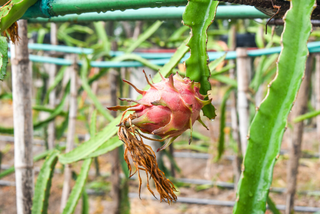 Pilot Phase Dragon Fruits-Harvest