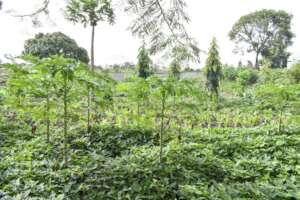 MTTI permaculture Garden