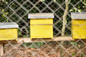 Chandaria Forest -Ribe