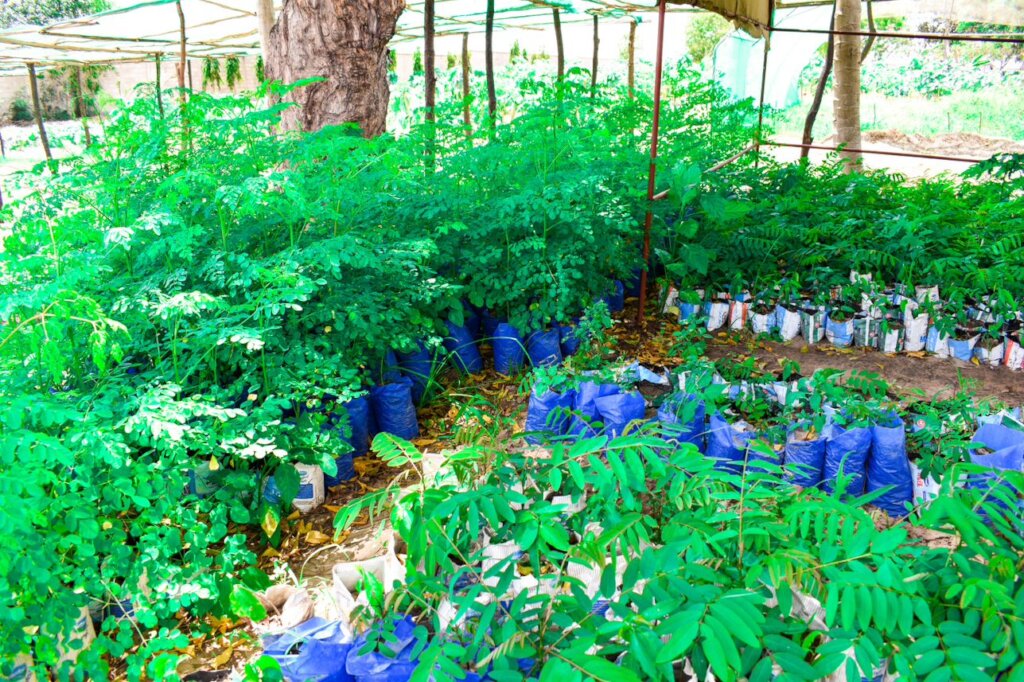 Beautification & Greening of schools in Kenya