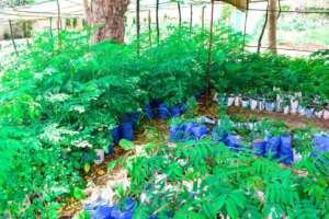 Seedlings at MTTI ready for distribution