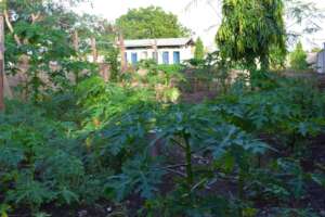Fruit trees growing at the MTTI orchard