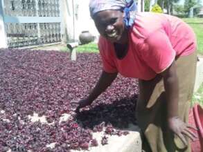 Sun drying hibiscus sabdariffa