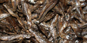 Silver fish source of protein for many Ugandans
