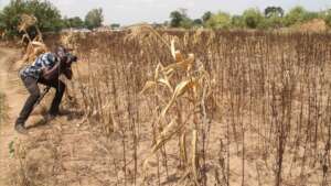 Crops destroyed by prolonged drought in Uganda