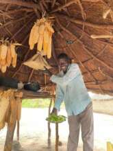 Storing corn for next season