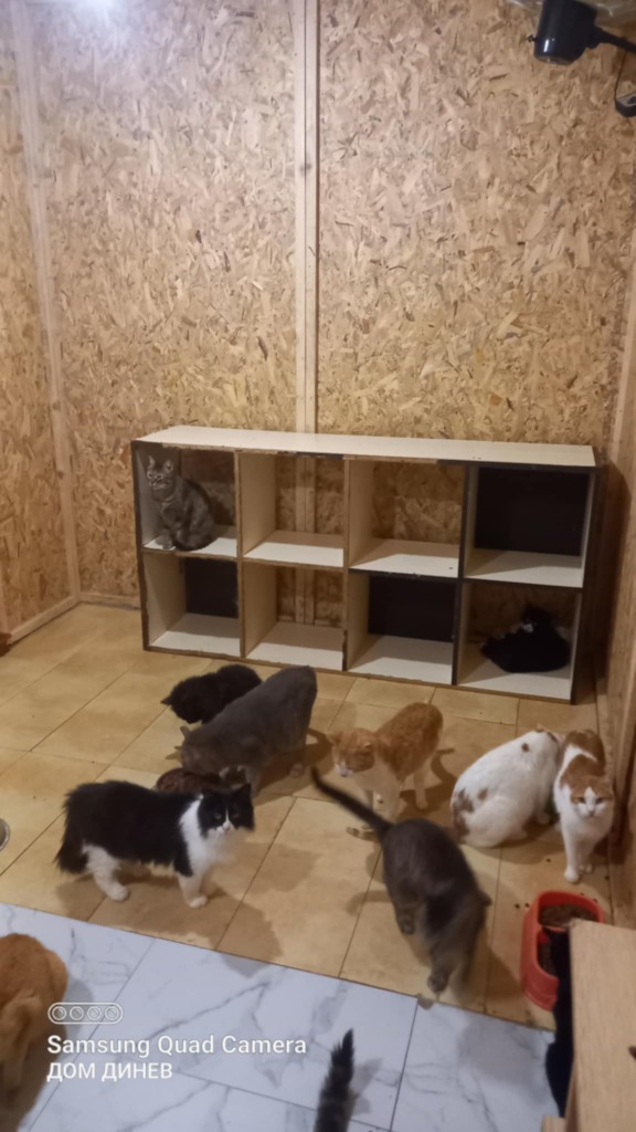 Outdoor Cats Enclosures