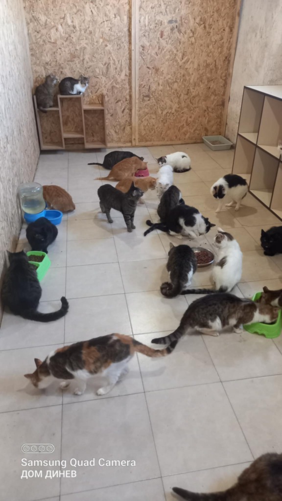 Outdoor Cats Enclosures